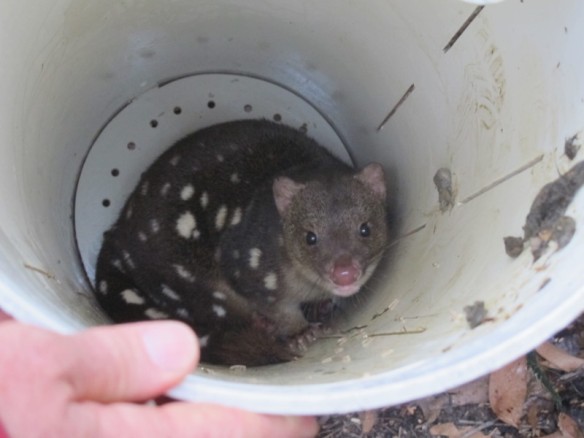 Gavroche, the spotted-tailed quoll