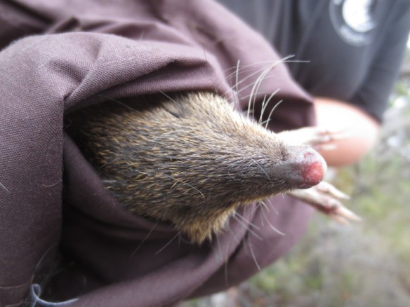 Southern brown bandicoot (Isoodon obesulus)