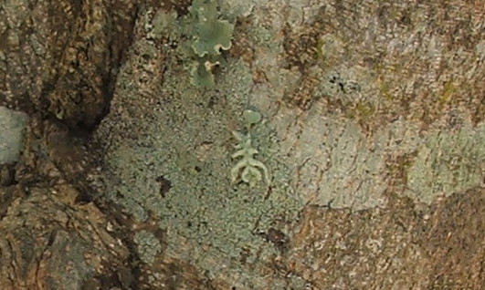 moth caterpillar from the genus Enispa_2