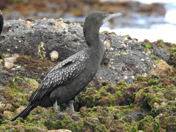 little-black-cormorant
