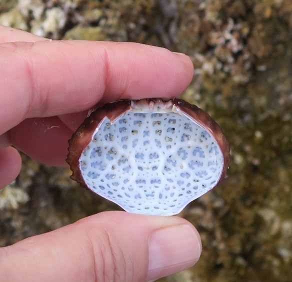 Beautiful pattern inside this crab shell