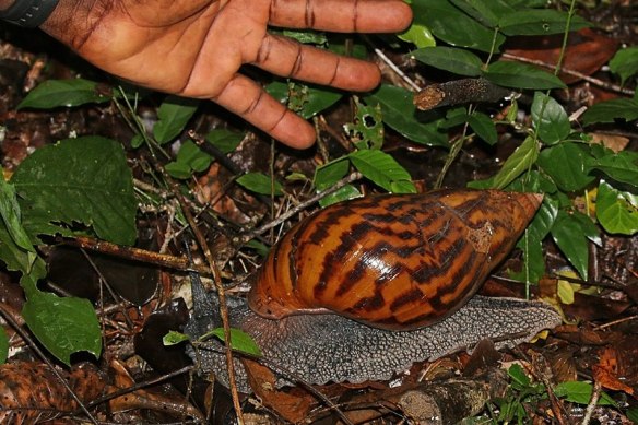 Giant_tiger_land_snail_(Achatina_achatina)_with_hand